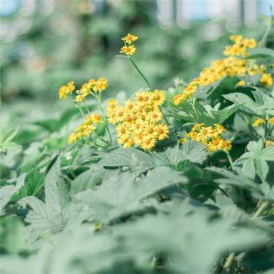 电玩城金鲨银鲨下载手机版